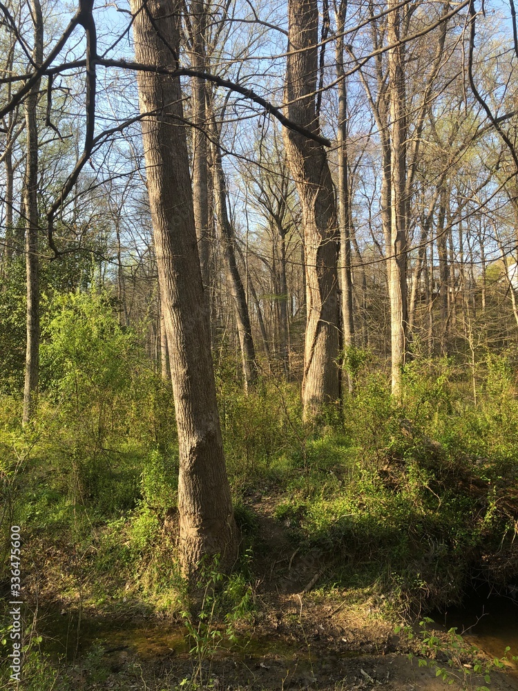 trees in the woods trees in the woods