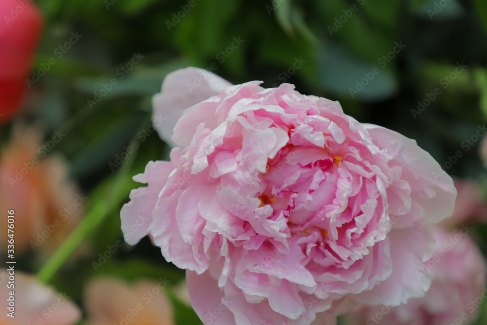 Beautiful delicate pink peonies close-up on a green background. Summer.