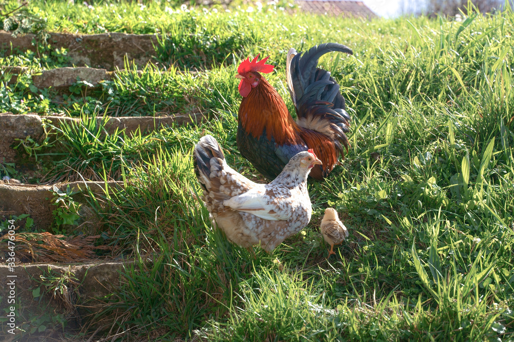 Fototapeta premium rooster and hen