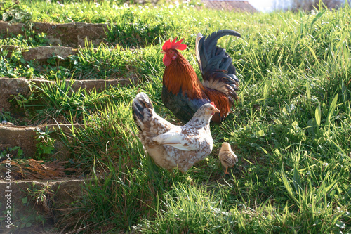 rooster and hen