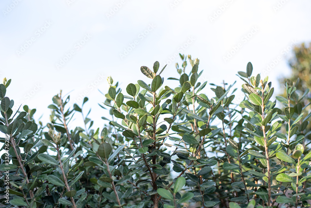 Closeup of feijoa tree shrub. Acca sellowiana or pineapple guava background