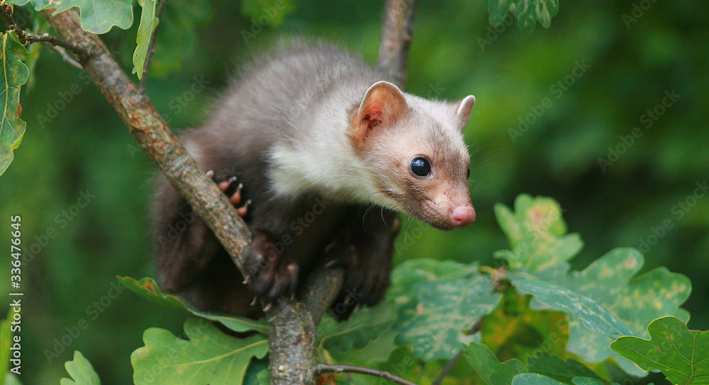 European pine marten (Martes martes) playing and posing on camera