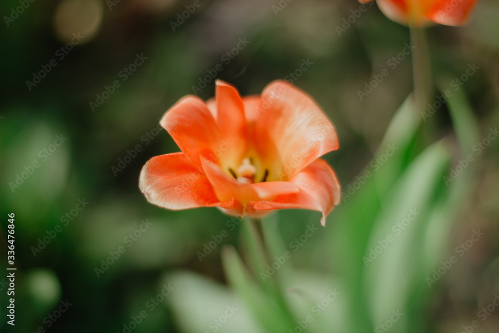 orange tulip flower