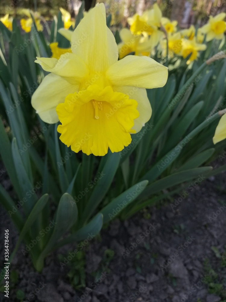 Obraz premium daffodil flowers in the garden