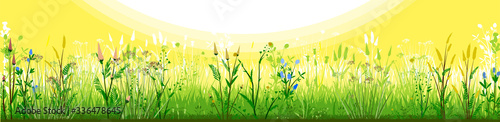 Meadow with flowers and sun. Morning day. Flowering grass. Grassy landscape. Vector background. Horizontal view of spring summer forbs. Green yellow paysage. Plants, Herbs. Bright beautiful scenery.