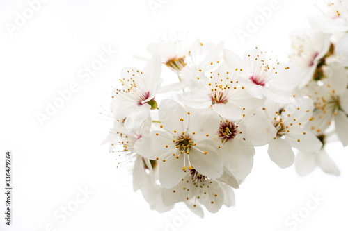 Blossoming apricot on a white background