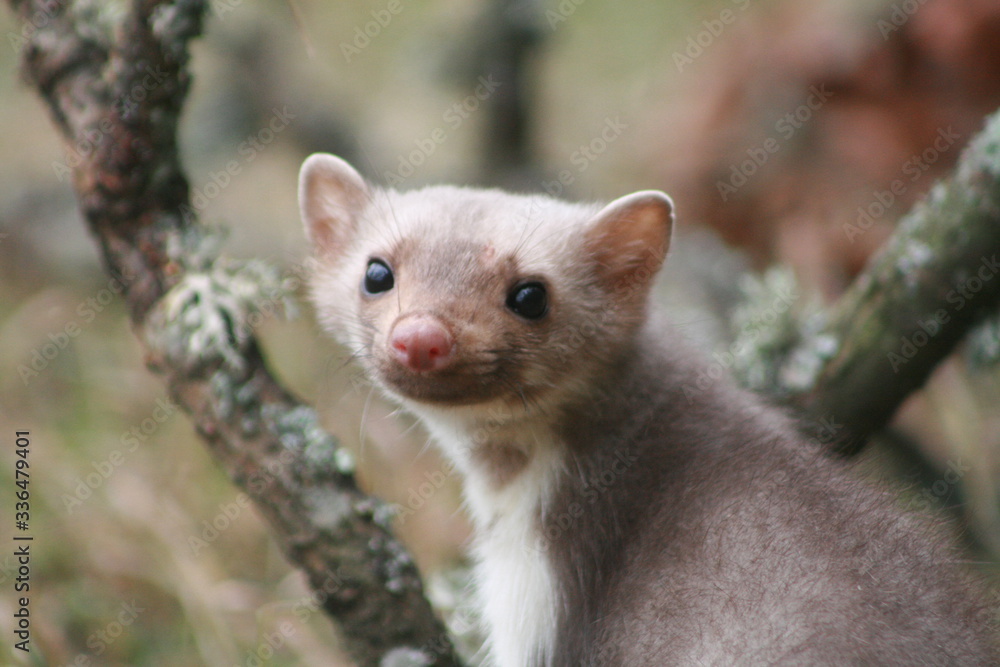 European pine marten (Martes martes) posing on camera European pine marten (Martes martes) posing on camera