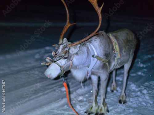 Reindeer at farm in winter Lapland Rovaniemi Northern Finland night
