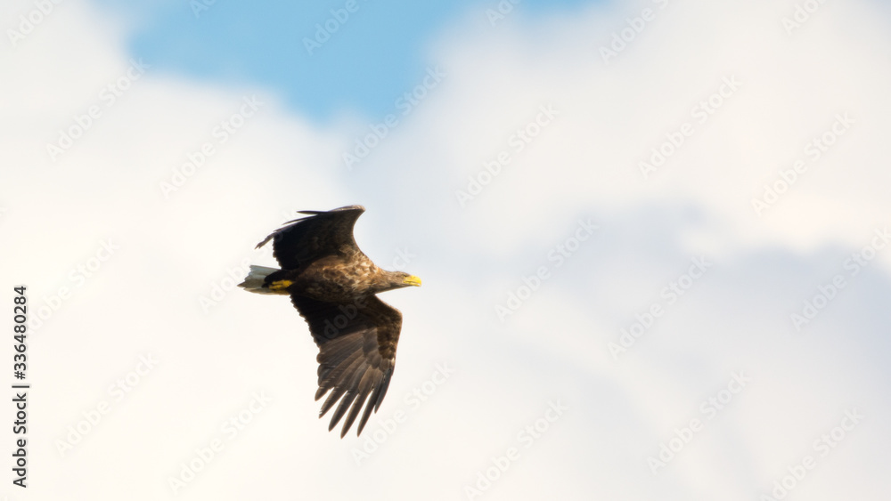 Obraz premium Seeadler
