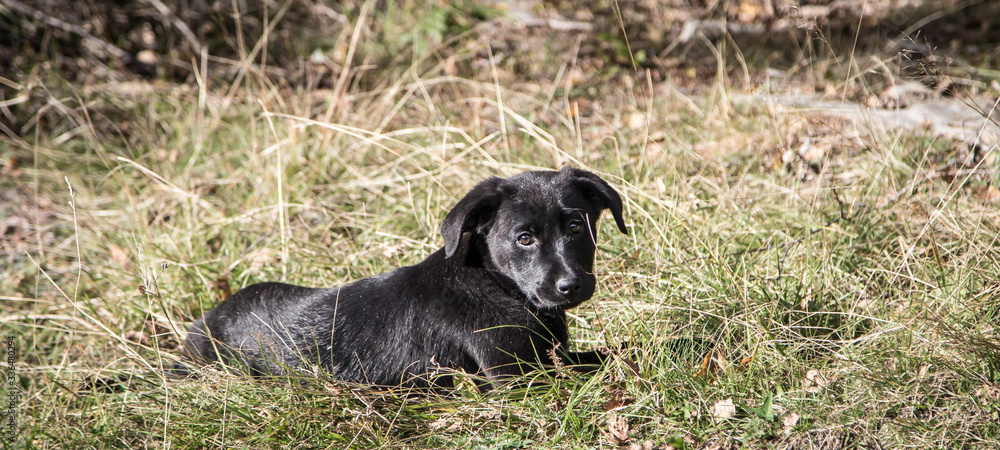 portrait of a young black Labrador puppy