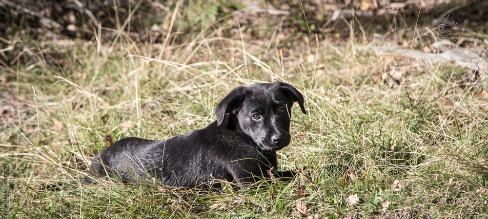 portrait of a young black Labrador puppy portrait of a young black Labrador puppy