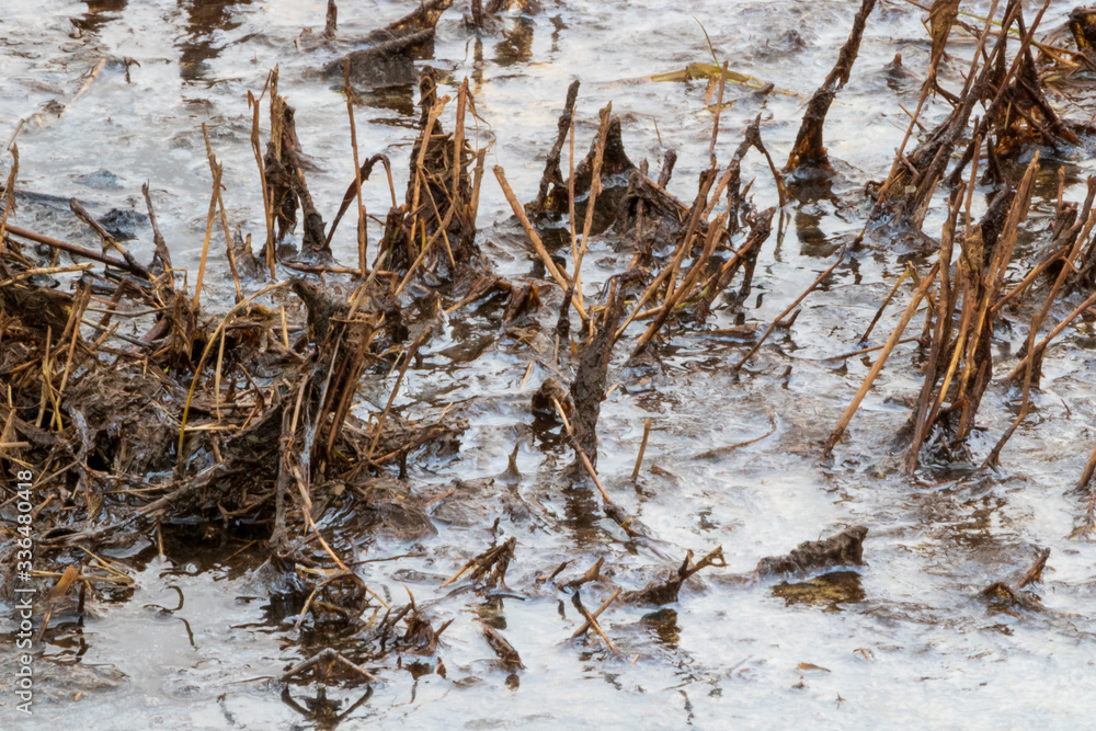 Fototapeta premium wet gress in pond
