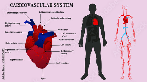 Medical illustration of cardiovascular system. Heart anatomy and vesseles. Vector informational infographics with text. photo