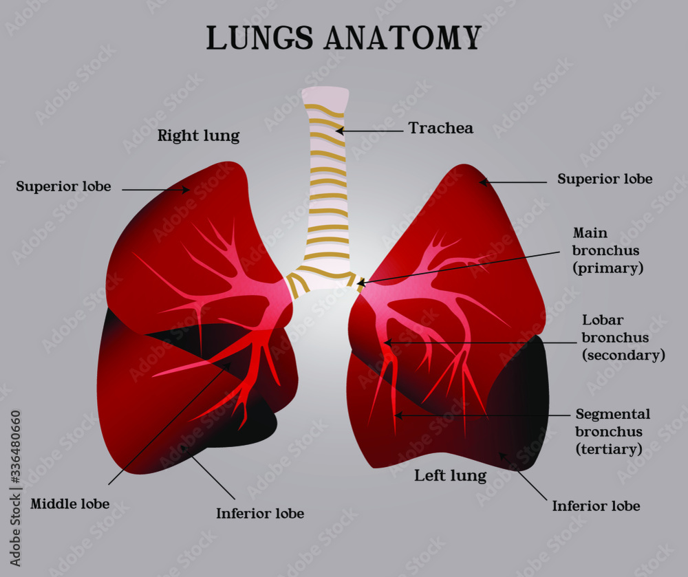 Vector human lungs anatomy. Vector medical informational infographics ...