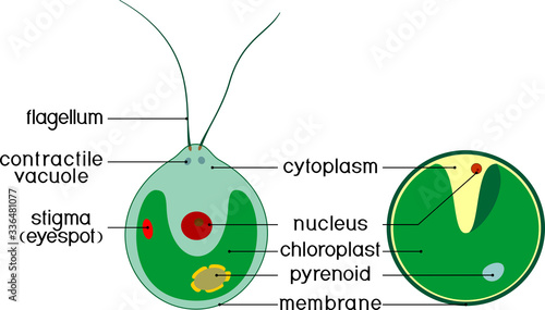 Structure of Chlorella (single-celled green algae) and Chlamydomonas with titles isolated on white background