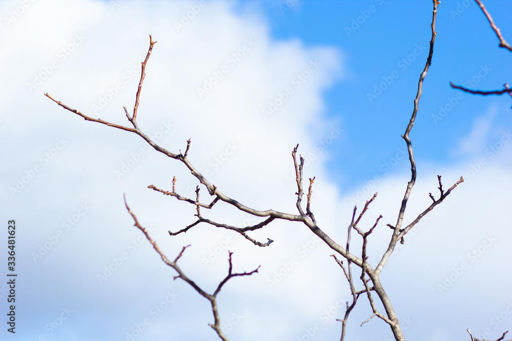 Ramas árbol sequía otoño cielo azul
