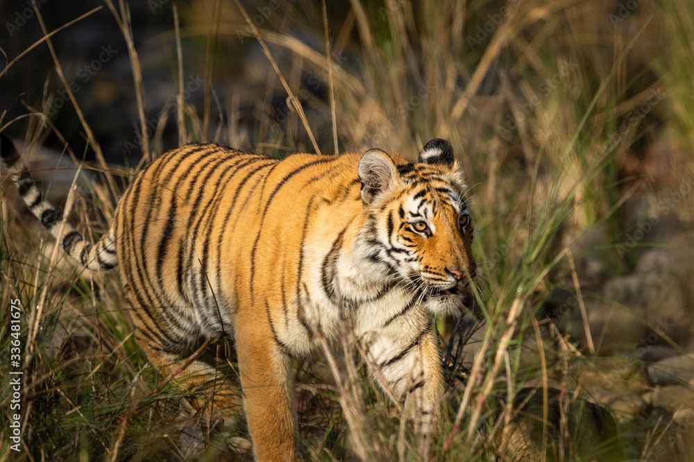 Fototapeta premium wild bengal tiger of terai region forest at uttarakhand india - panthera tigris