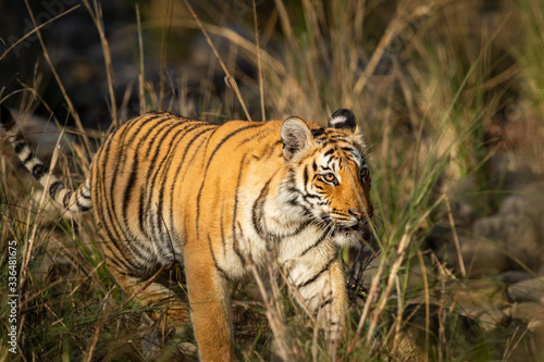 wild bengal tiger of terai region forest at uttarakhand india - panthera tigris