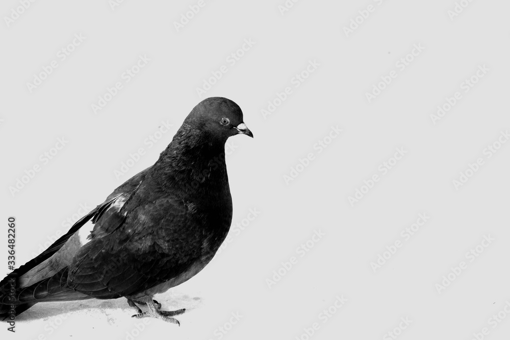 pigeon on a white background