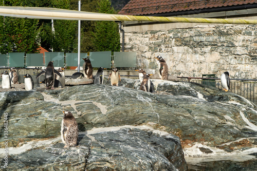 Penguins are having fun in the aquarium of Bergen, Norway. August 2019