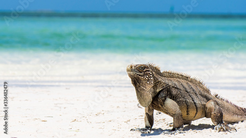 Kuba Leguan am Strand photo