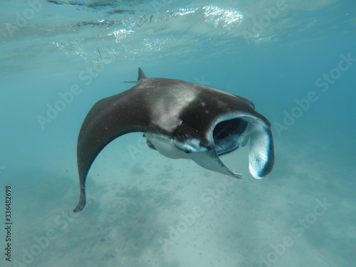 Giant manta ray in shallow water blue lagoon