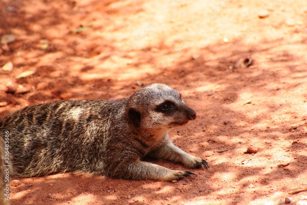Young meerkats are so fearful of predatory birds 