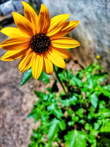 yellow flower in the garden