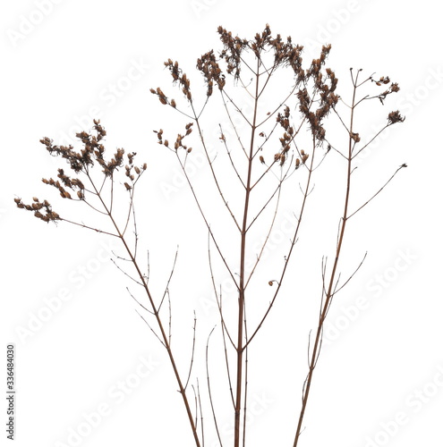 Dry field grass with seeds isolated on white background and texture, clipping path