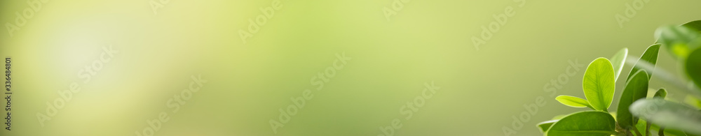 Close up beautiful nature view green leaf on blurred greenery background under sunlight with bokeh and copy space using as background natural plants landscape, ecology cover concept. Close up beautiful nature view green leaf on blurred greenery background under sunlight with bokeh and copy space using as background natural plants landscape, ecology cover concept.