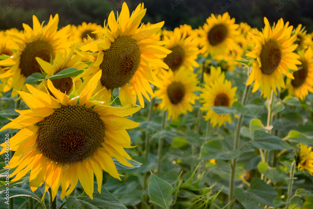 Naklejka premium Sunflower natural background. Sunflower blooming. Close-up of sunflower.