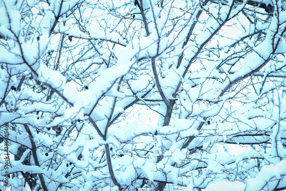 Obraz premium beautiful trees in winter on nature in the park background