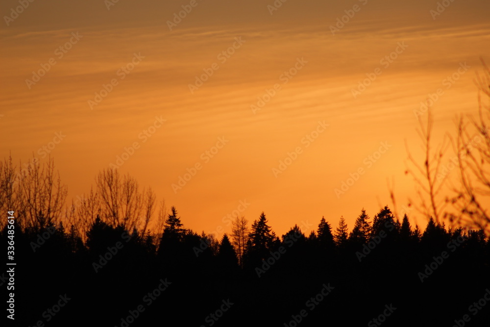Sunset over the trees, very orange