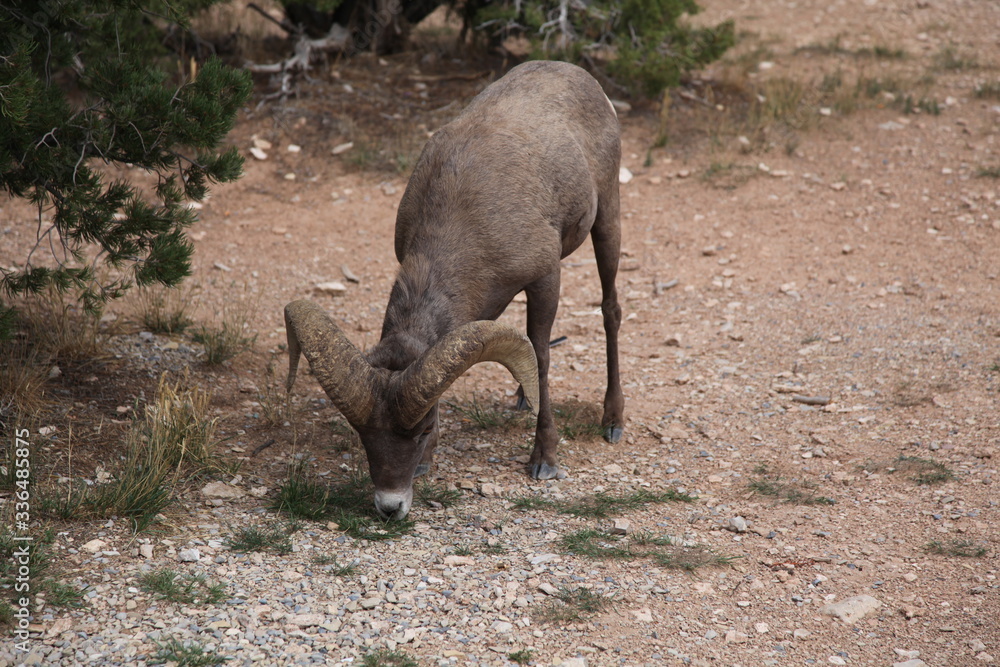Fototapeta premium Bighorn Sheep of the Colorado Rockies foraging in the rocks for food