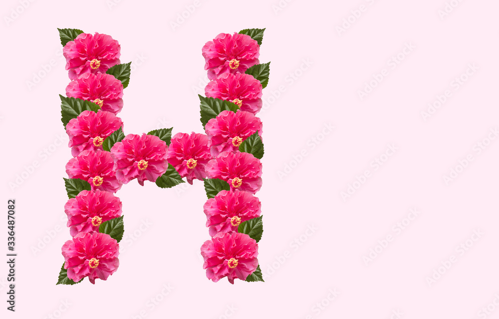 Pink Hibiscus Flower Alphabet H on isolated Background. Beautiful China Rose flower letter. Beautiful Double headed Pink Hibiscus Flower font Pink Hibiscus Flower Alphabet H on isolated Background. Beautiful China Rose flower letter. Beautiful Double headed Pink Hibiscus Flower font