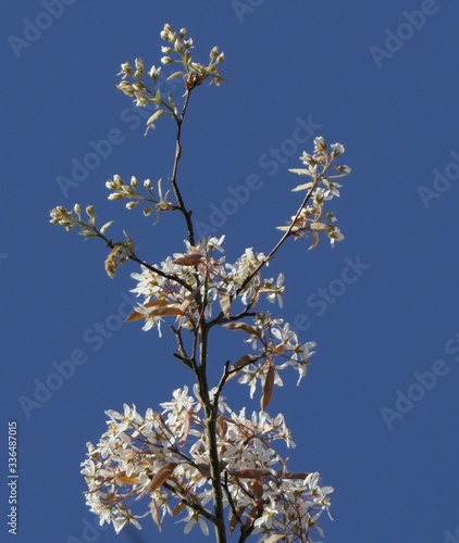 White blossom at tree branches  bright blue sky background  springtime