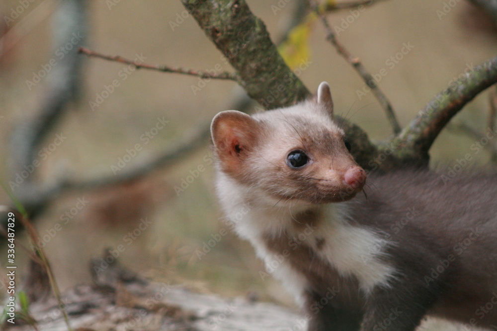 European pine marten (Martes martes) playing and posing on camera European pine marten (Martes martes) playing and posing on camera
