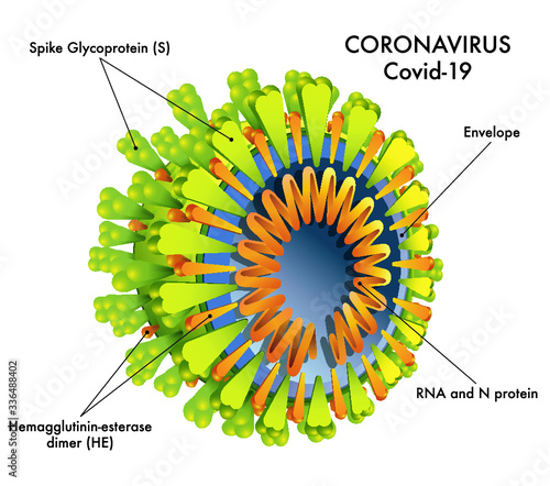 Medical illustration of the Coronavirus structure (covid-19)