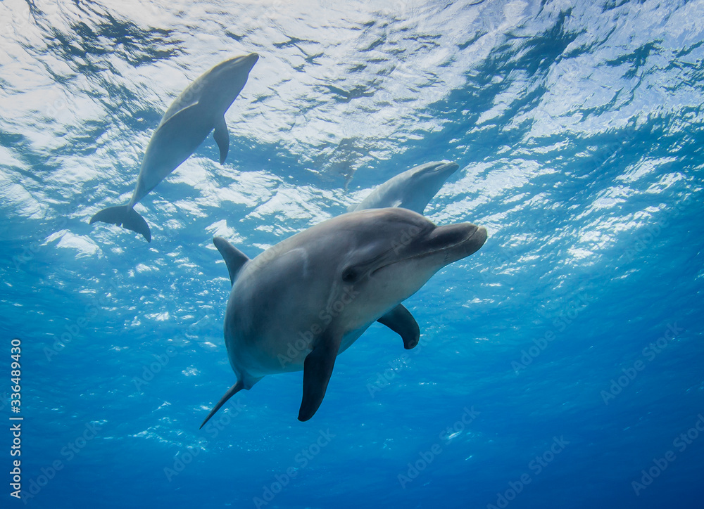 Obraz premium dolphin in the water