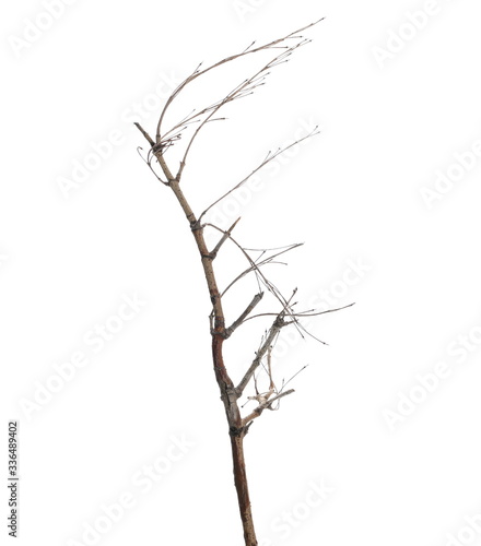 Dry branch tree isolated on white background and texture, clipping path