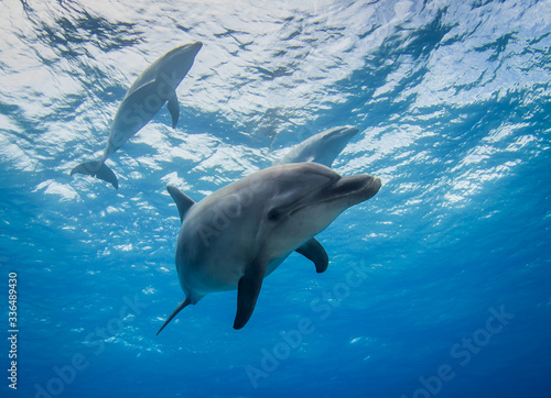 Canvas Print dolphin in the water
