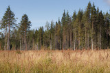 Forest behind a clearing during summer