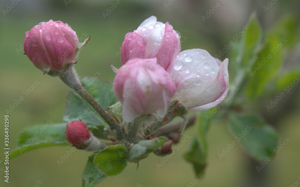 fleur rose de pommier au printemps fleur rose de pommier au printemps