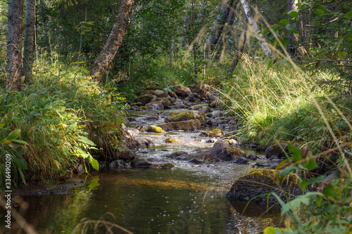 A stony forest stream during a summer day
