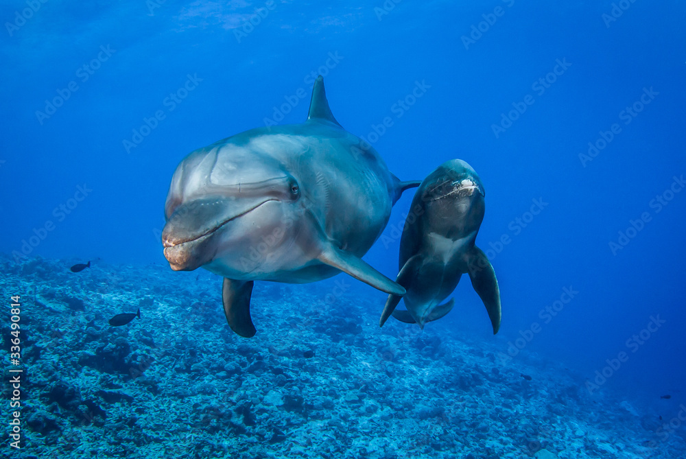 Fototapeta premium dolphin in blue water
