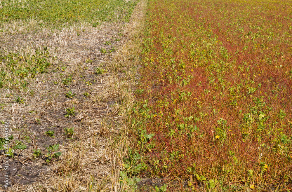 Effect Of Glyphosate Herbicide Sprayed On Weeds Stock Photo | Adobe Stock