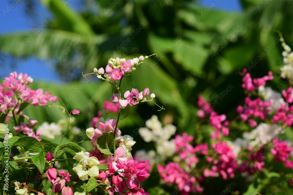 Flowers in the garden that bloom in summer Local flower garden, beautiful garden park Flowers in the garden that bloom in summer Local flower garden, beautiful garden park