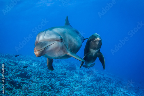 dolphin in blue water