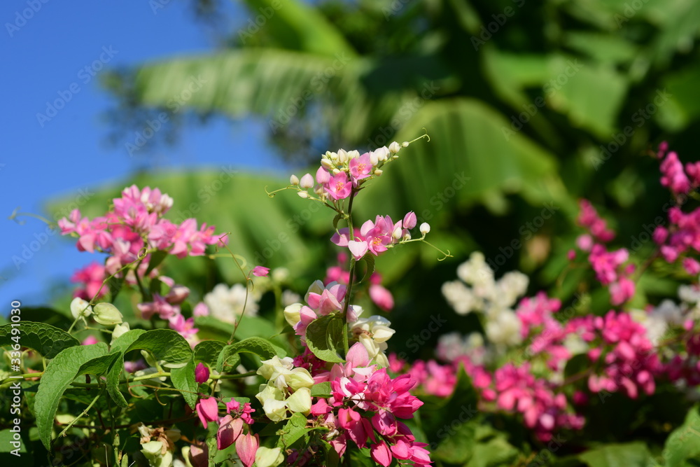 Flowers in the garden that bloom in summer Local flower garden, beautiful garden park Flowers in the garden that bloom in summer Local flower garden, beautiful garden park