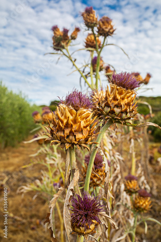 rural land with wild thistles with the dry flower in the bush on a summer morning